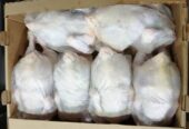 Wholesale Broiler Chicken