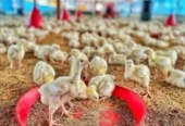 Poultry farming