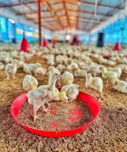 Poultry farming