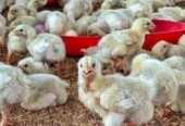 Poultry farming